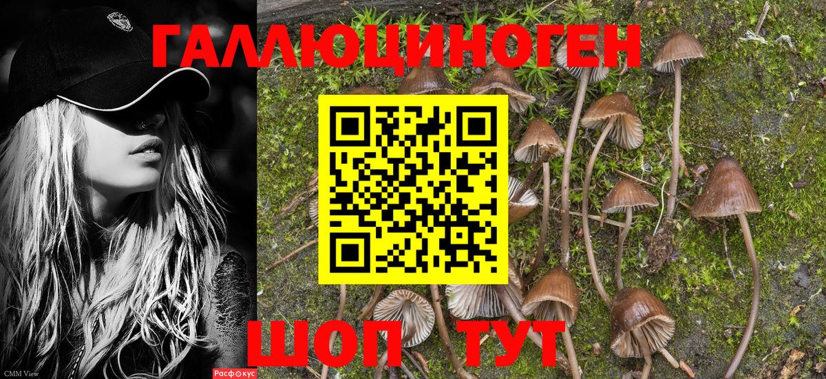 Заволжье  Псилоцибиновые грибы прущие грибы  Вход с VPN 